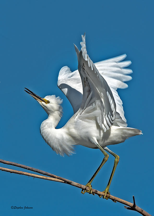 Snowy Egret Balancing Act Photograph by Stephen Johnson