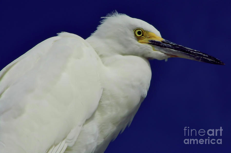 Snowy Egret Beauty Photograph by D Hackett