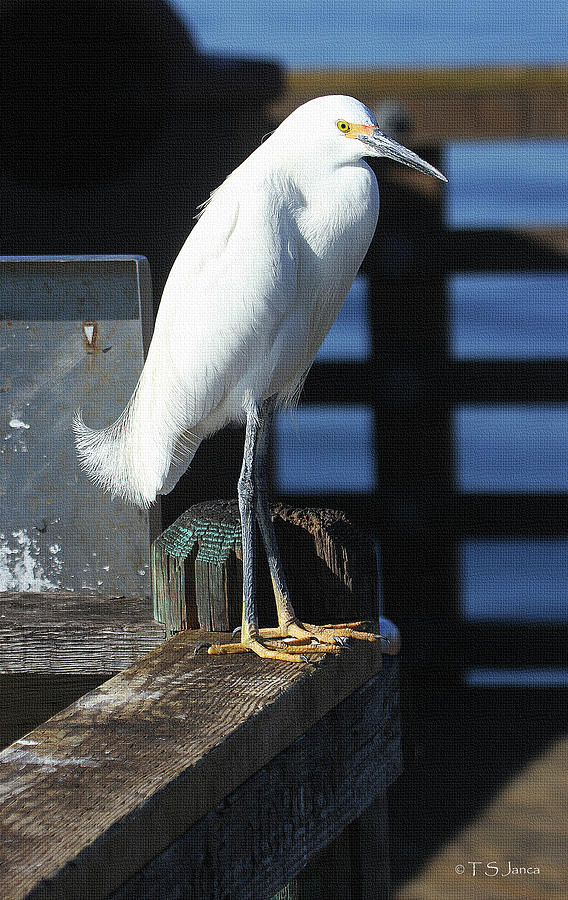 Snowy Egret Begging Fish Photograph by Tom Janca