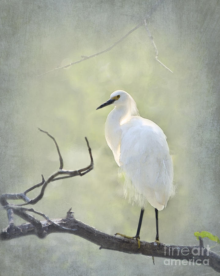 Snowy Egret Photograph by Betty LaRue