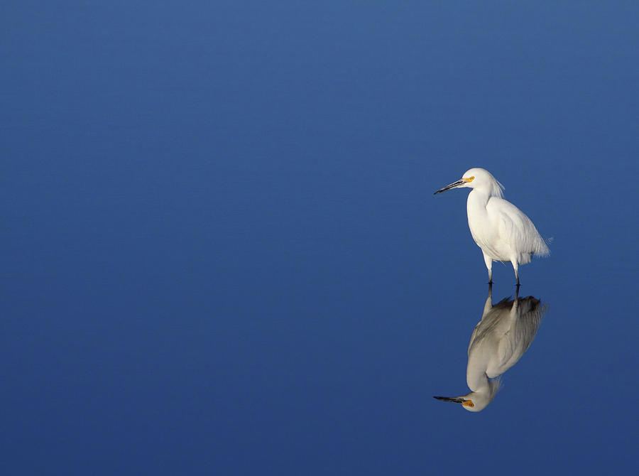 Snowy Egret Blues II Photograph by Bruce J Robinson