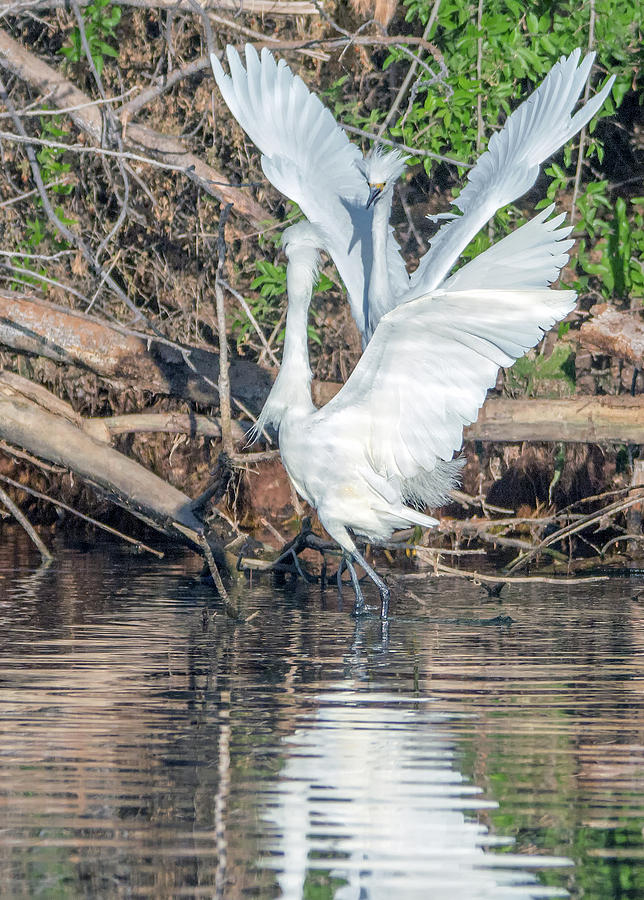 Snowy Egret Chase 1026-051518-1cr Photograph by Tam Ryan