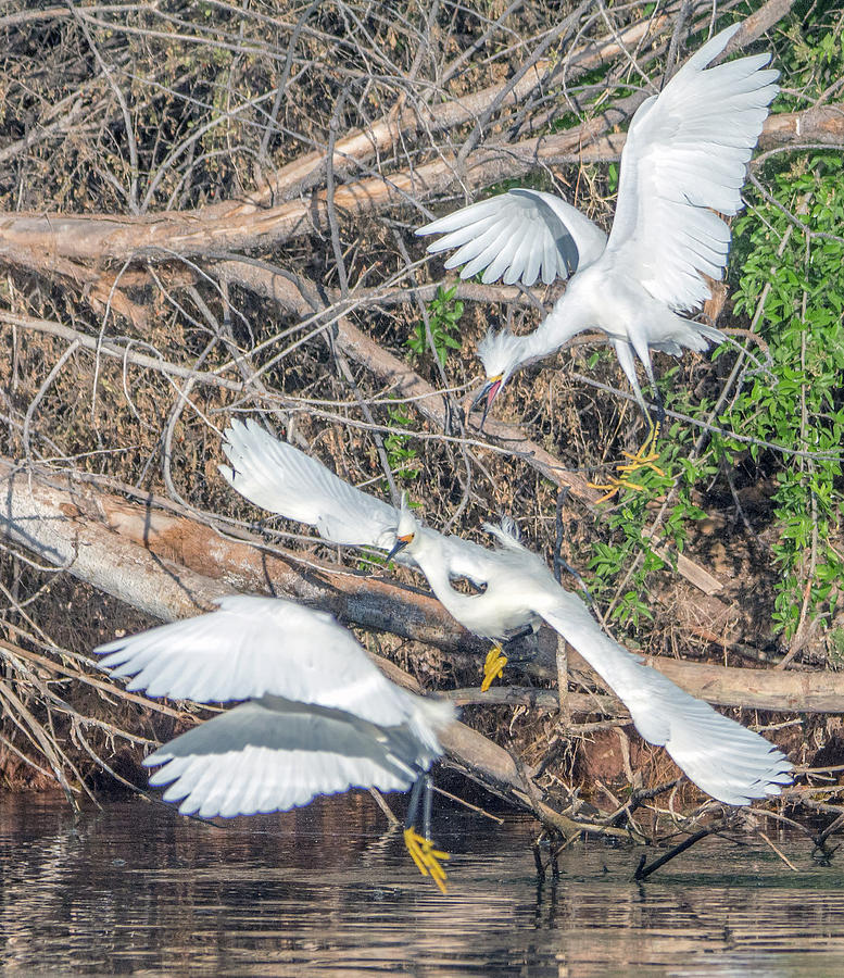 Snowy Egret Chase 1029-051518-2cr-e Photograph by Tam Ryan