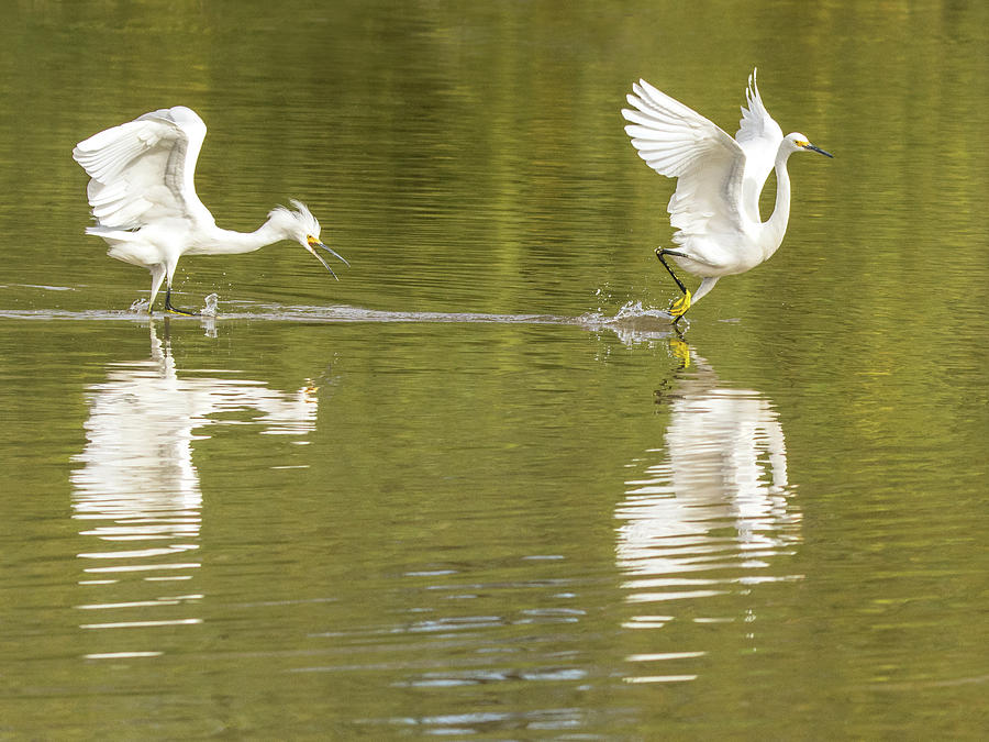 Snowy Egret Chase 1315-111317-1cr Photograph by Tam Ryan