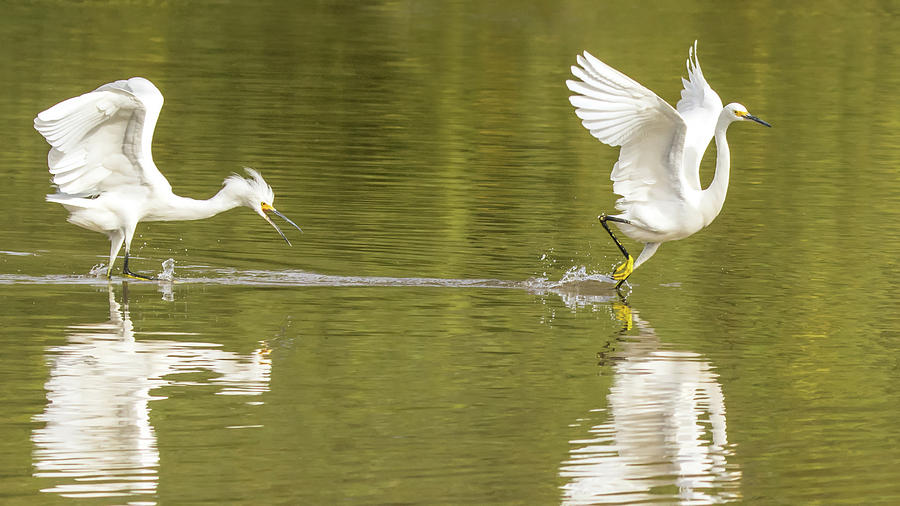 Snowy Egret Chase 1315-111317-2cr Photograph by Tam Ryan