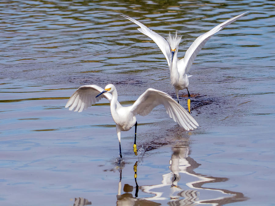 Snowy Egret Chase 1327-111317-2cr Photograph by Tam Ryan