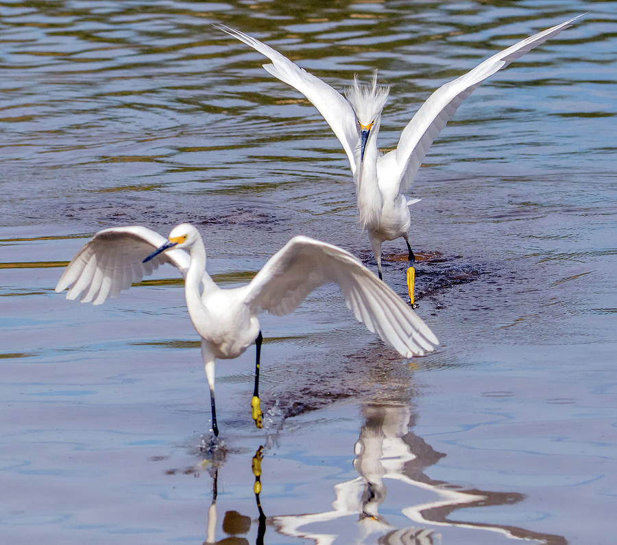 Snowy Egret Chase 1327-111317-3cr Photograph by Tam Ryan