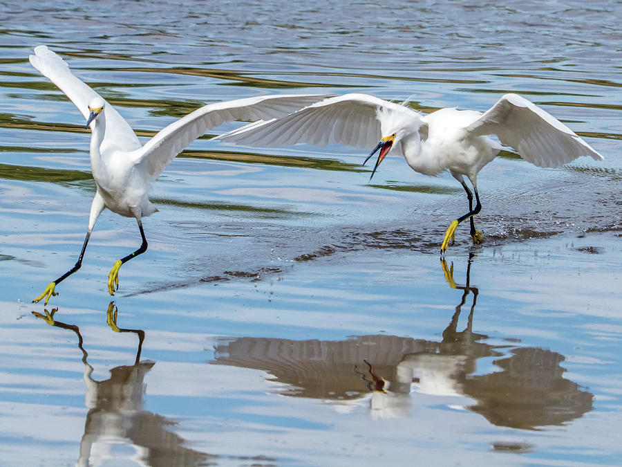 Snowy Egret Chase 1381-111317-1cr Photograph by Tam Ryan