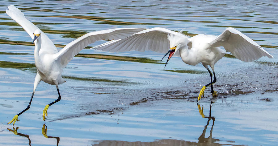 Snowy Egret Chase 1381-111317-2cr Photograph by Tam Ryan