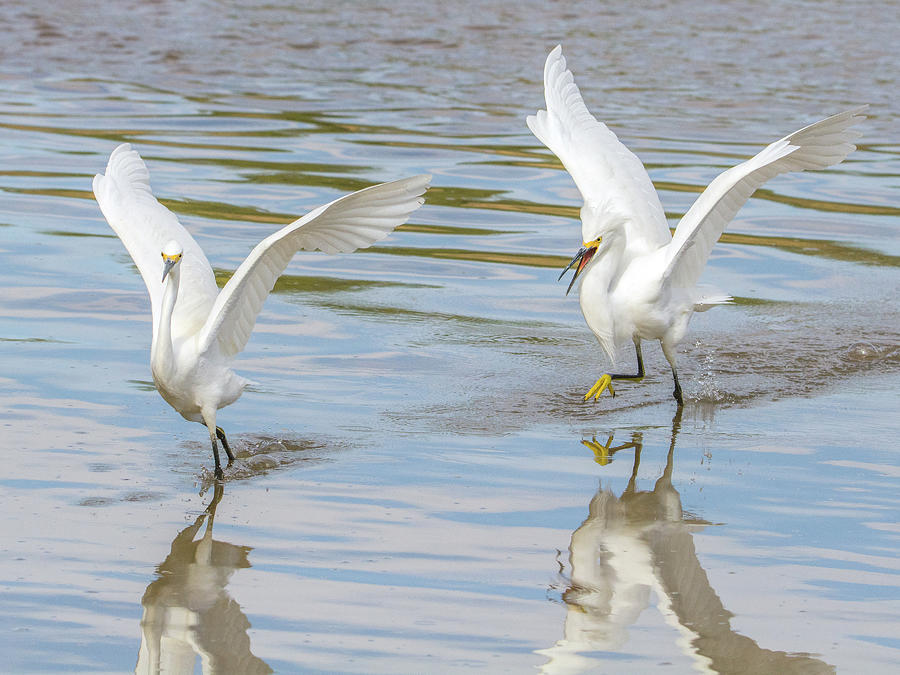 Snowy Egret Chase 1382-111317-2cr Photograph by Tam Ryan