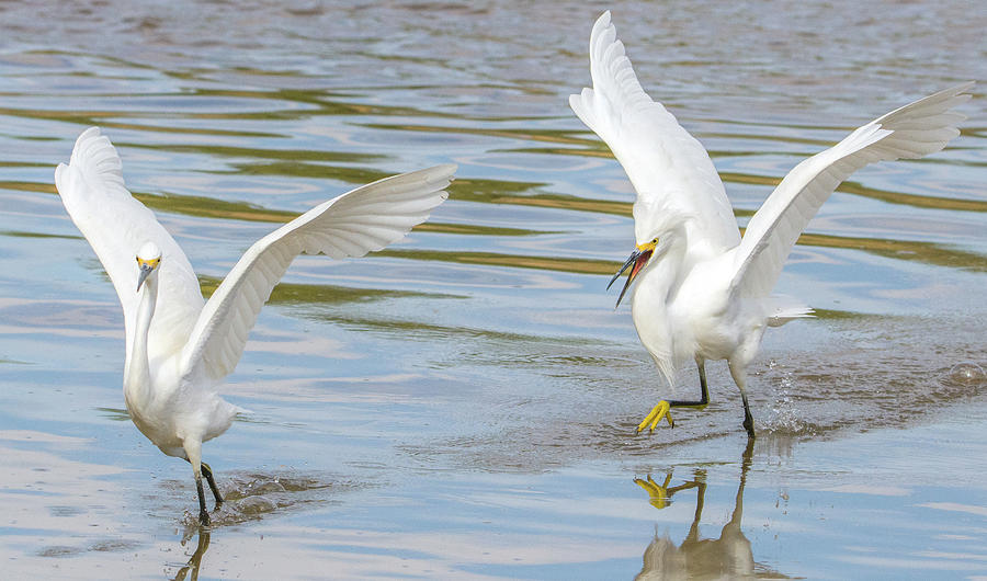 Snowy Egret Chase 1382-111317-3cr Photograph by Tam Ryan