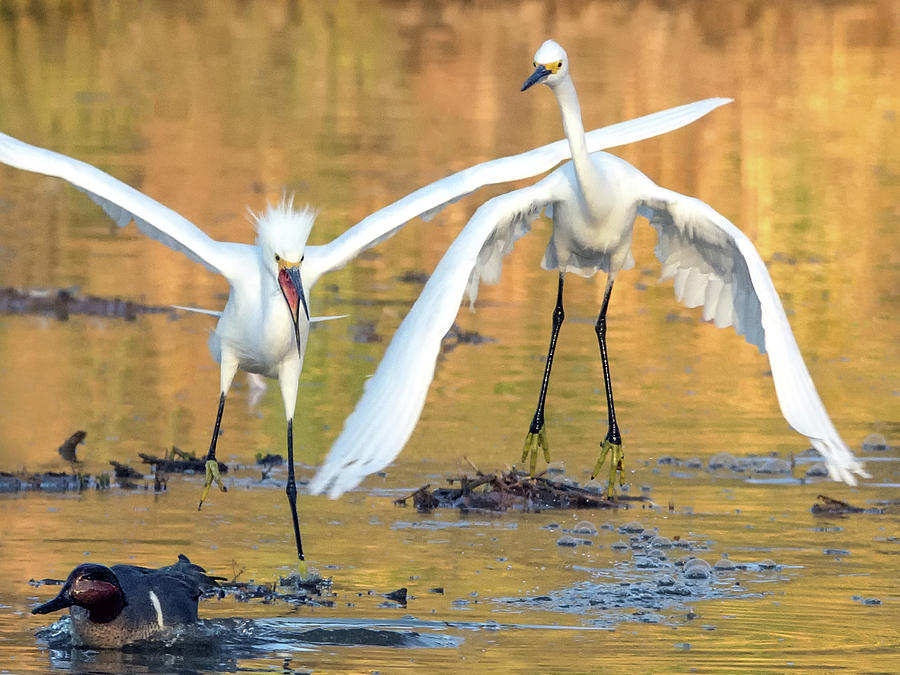 Snowy Egret Chase 1411-011618-3cr Photograph by Tam Ryan