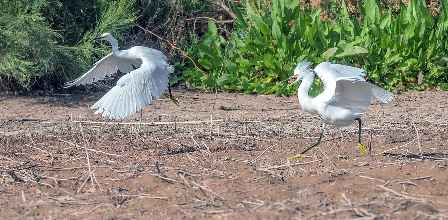 Snowy Egret Chase 5535-020218-2cr Photograph by Tam Ryan