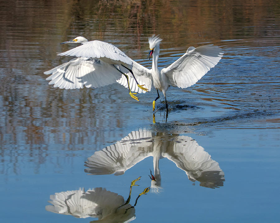 Snowy Egret Chase 5558-020218-2cr Photograph by Tam Ryan