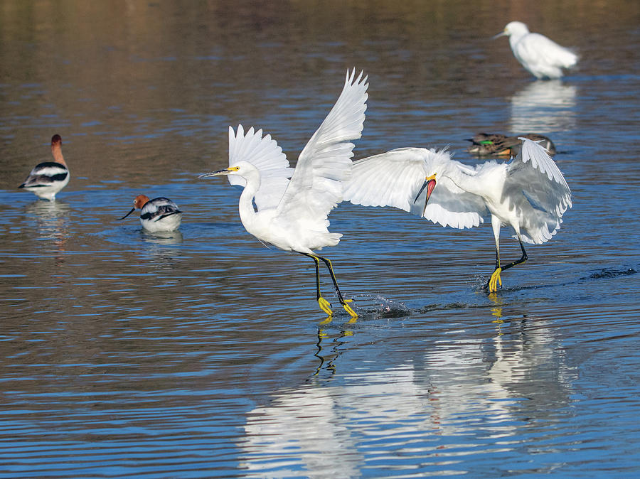 Snowy Egret Chase 9303-022218-1cr Photograph by Tam Ryan