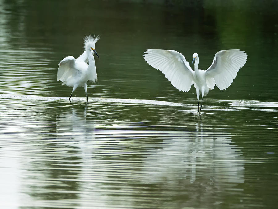 Snowy Egret Chase Photograph by Tam Ryan