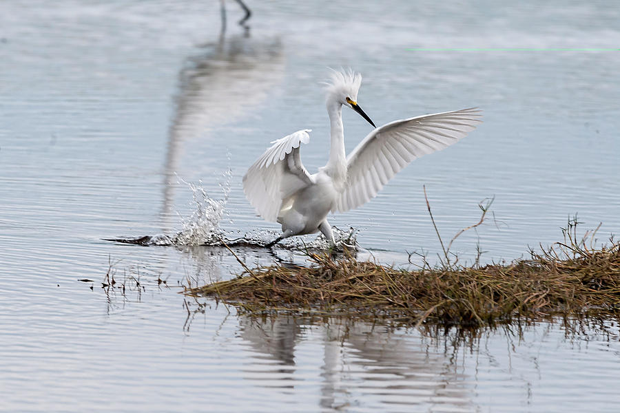 Snowy egret chasing his dinner Photograph by Dan Friend