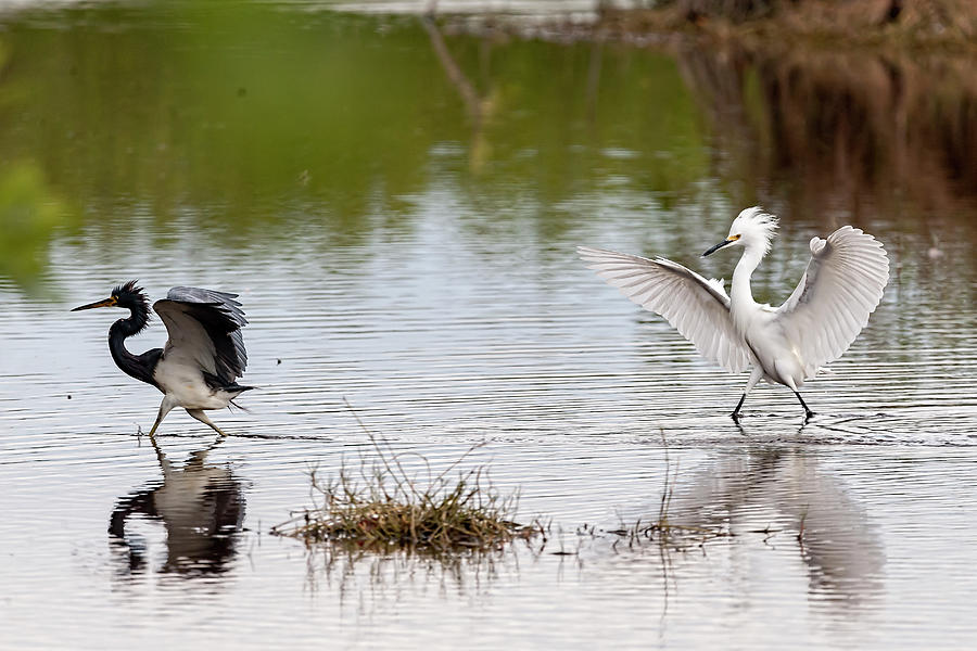 Snowy egret chasing other bird out of feeding area Photograph by Dan Friend
