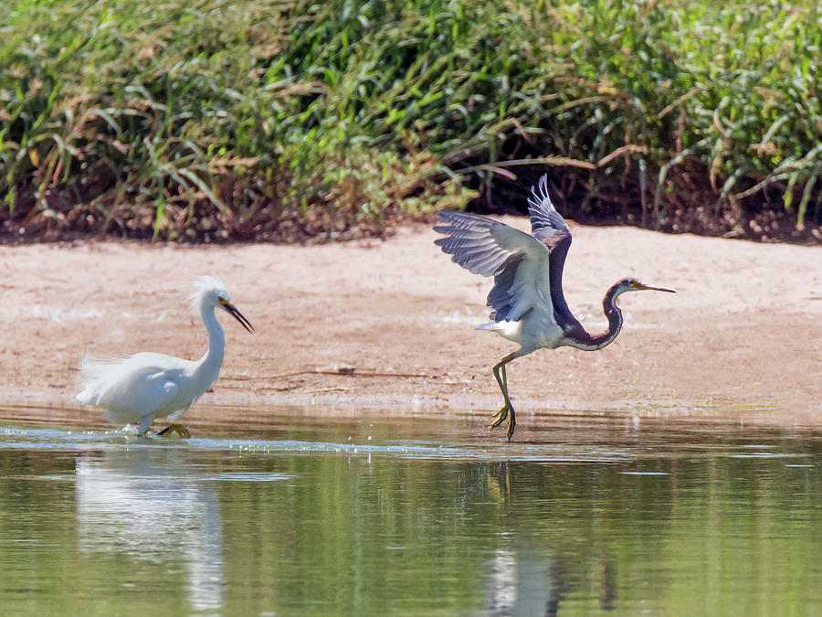 Snowy Egret Chasing Tricolored Heron Photograph by Tam Ryan