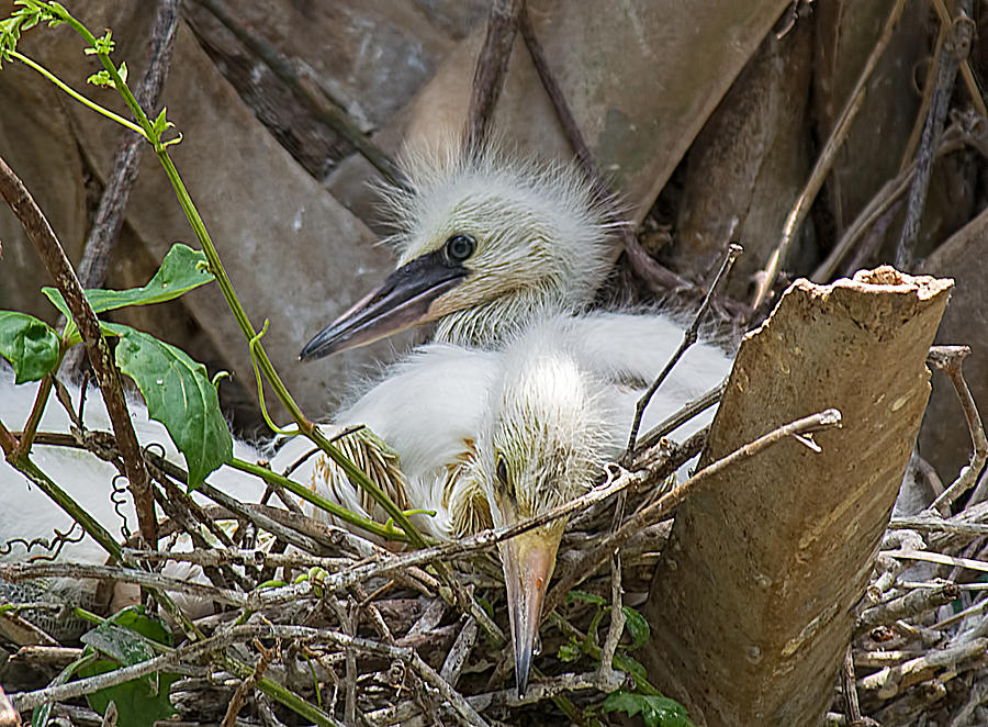 Snowy Egret Chick Family Photograph by Kenneth Albin