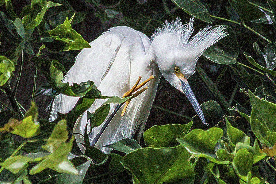 Snowy Egret Chick Photograph by Roslyn Wilkins