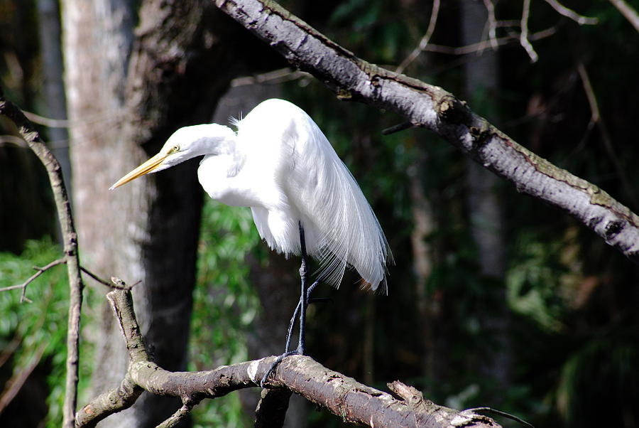 Snowy Egret Photograph by Classic Color Creations - Fine Art America