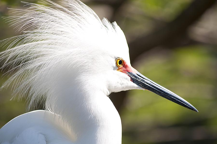 Snowy Egret Closeup Photograph by Kenneth Albin
