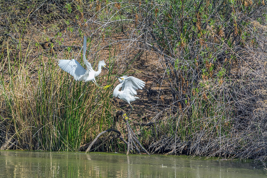 Snowy Egret Confrontation 8664-022018-1 Photograph by Tam Ryan