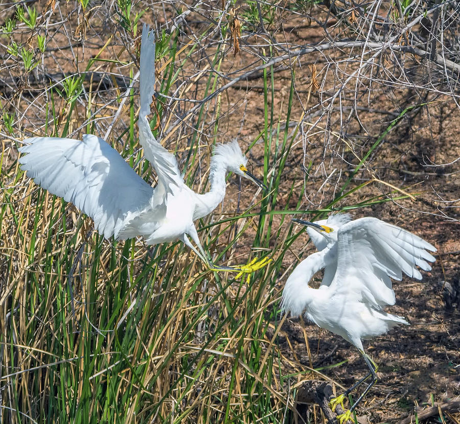 Snowy Egret Confrontation 8664-022018-1cr Photograph by Tam Ryan