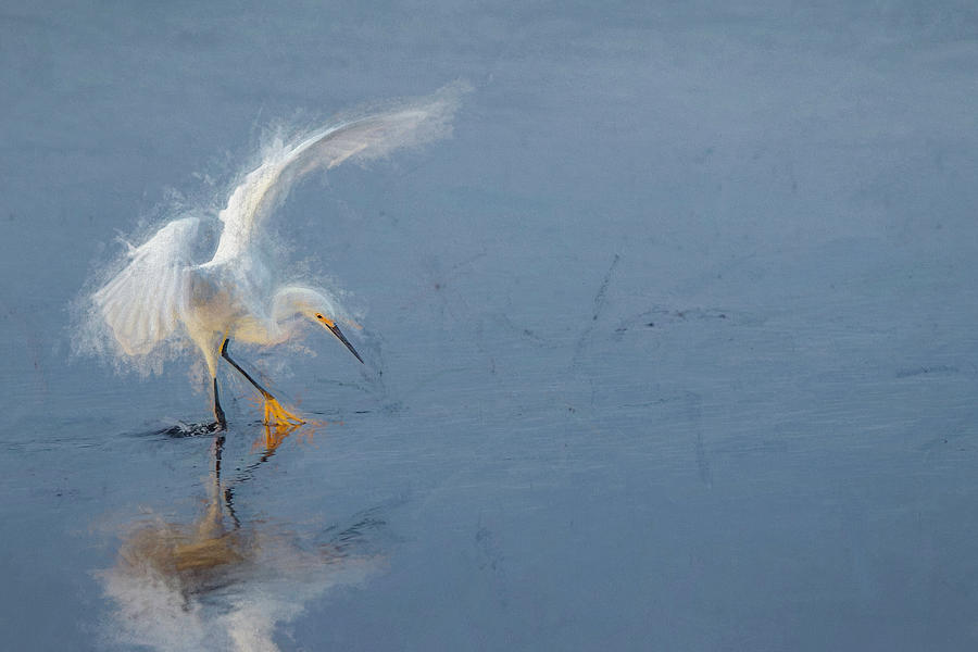 Snowy Egret Dance I Digital Art by Glenn Woodell