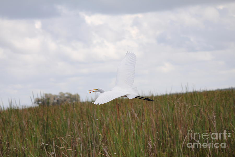 Snowy Egret Photograph by David Grant