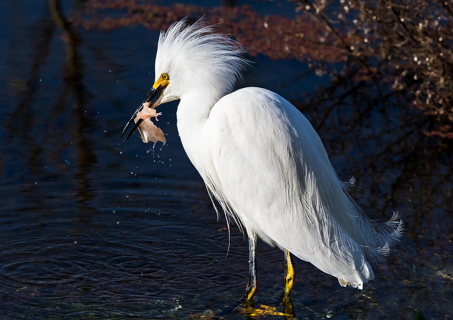 Snowy Egret Eating Fish Photograph by Marc Crumpler