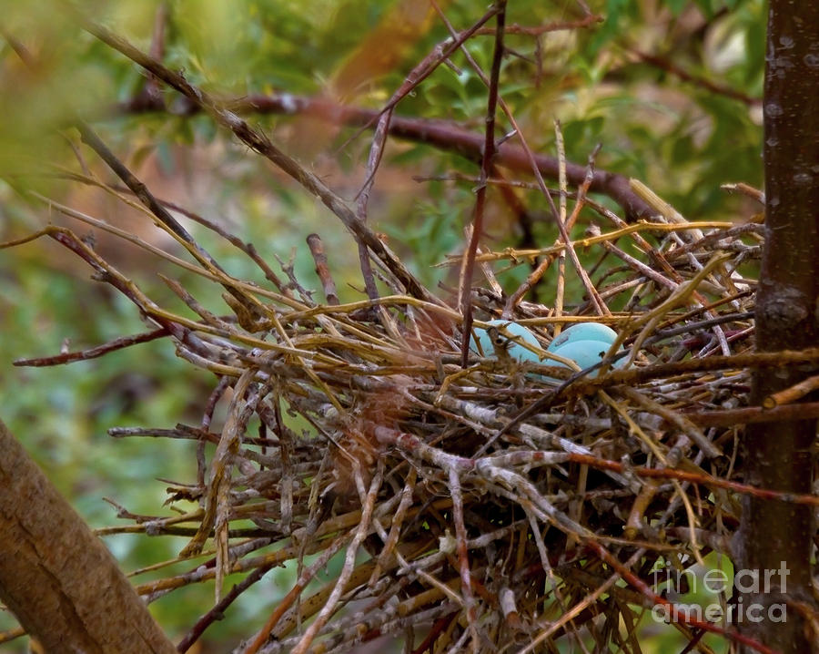 Snowy Egret Eggs In Nest Photograph by Crystal Garner