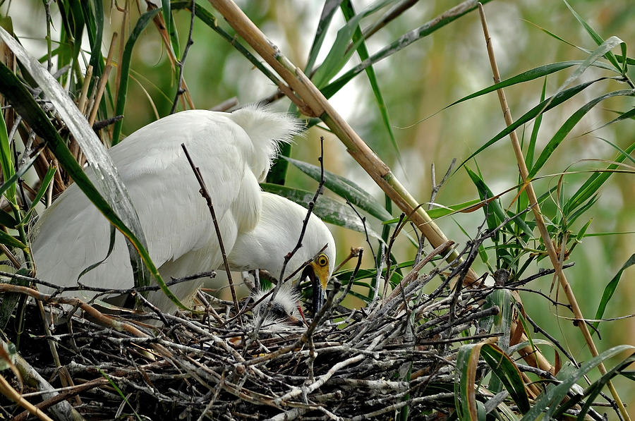 Snowy Egret Feeding Chicks Photograph by Laura Mountainspring