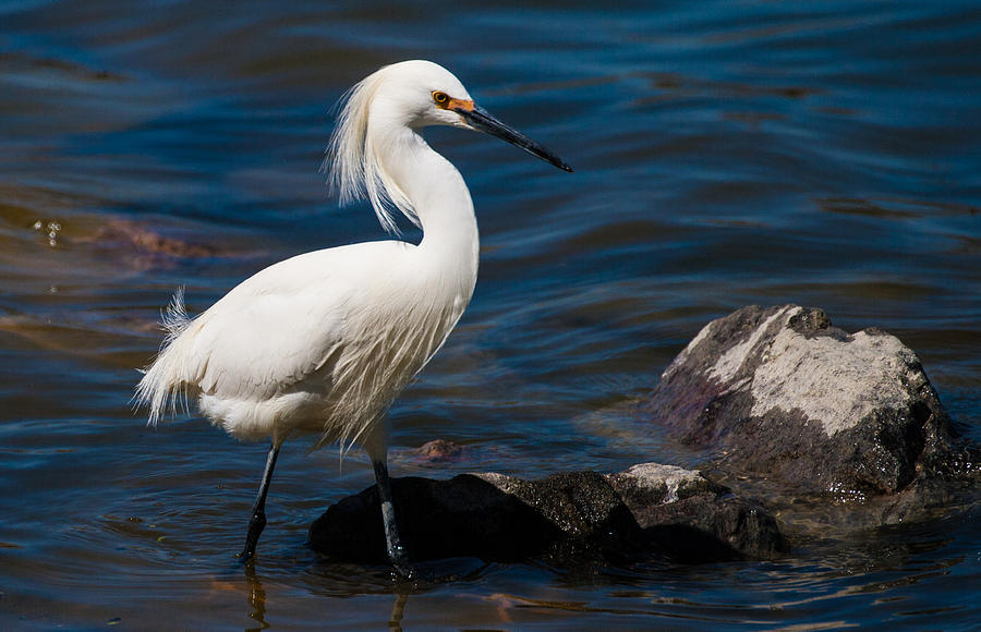 Snowy Egret fishing #1 Photograph by Mindy Musick King