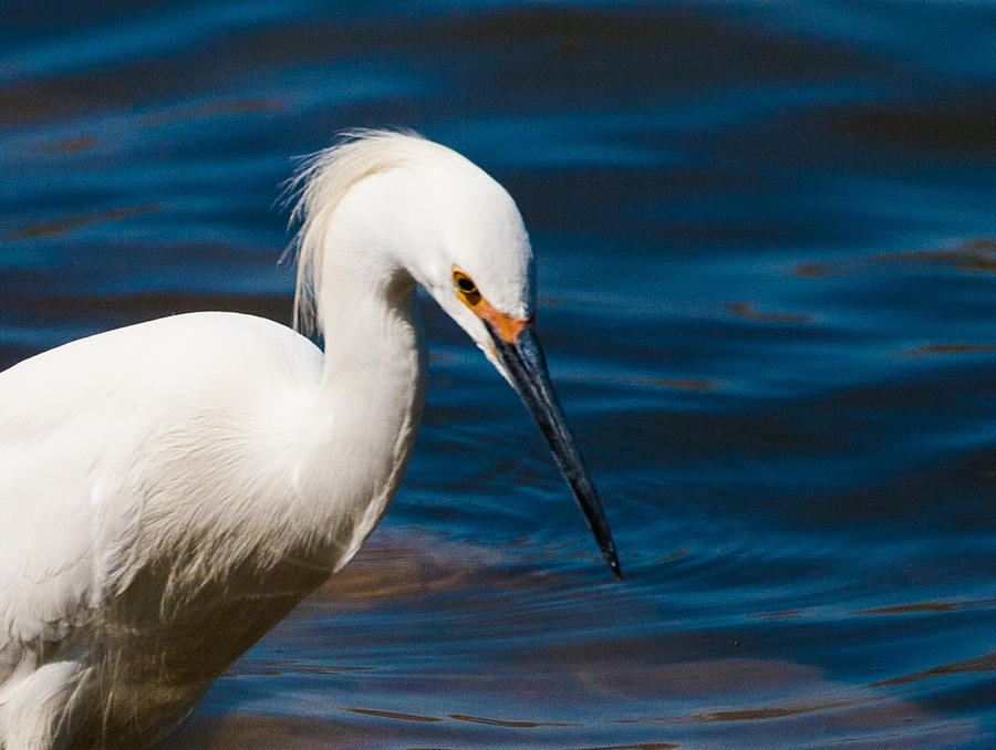 Snowy Egret fishing #2 Photograph by Mindy Musick King