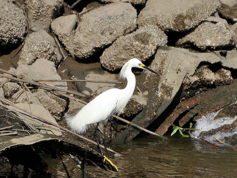 Egret Photograph - Snowy Egret Fishing by Al Powell Photography USA