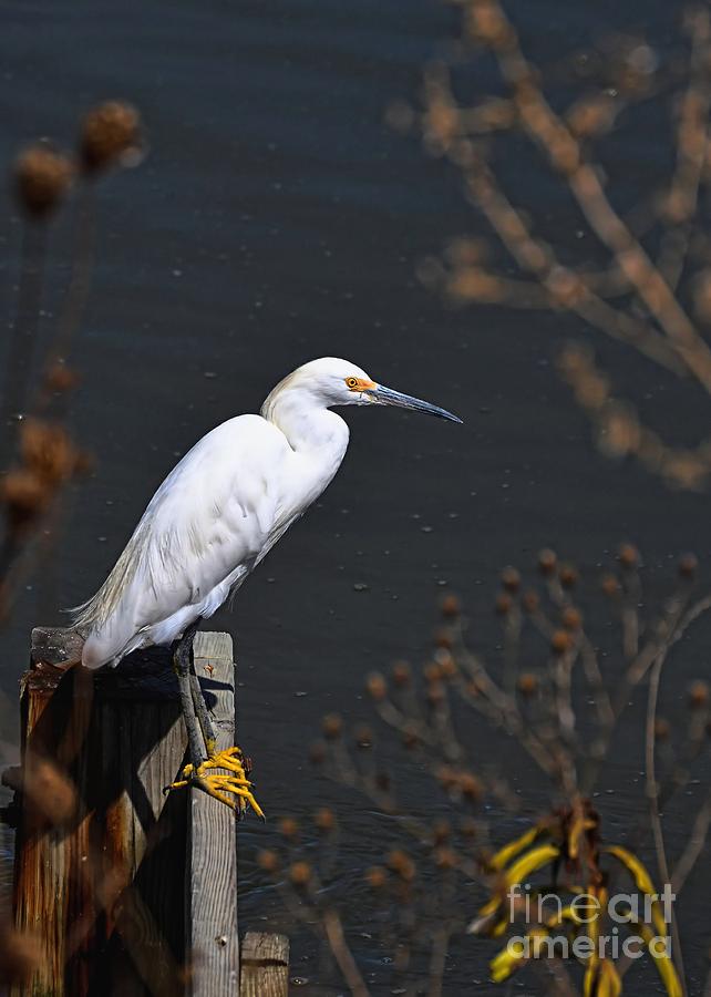 Snowy Egret Fishing Hole Photograph by Sharon Woerner
