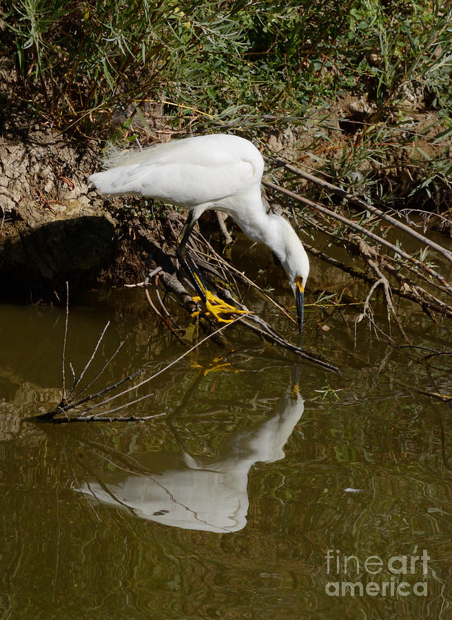 Snowy Egret Photograph - Snowy Egret Fishing from Branches by Merrimon Crawford Snowy Egret Photograph - Snowy Egret Fishing from Branches by Merrimon Crawford