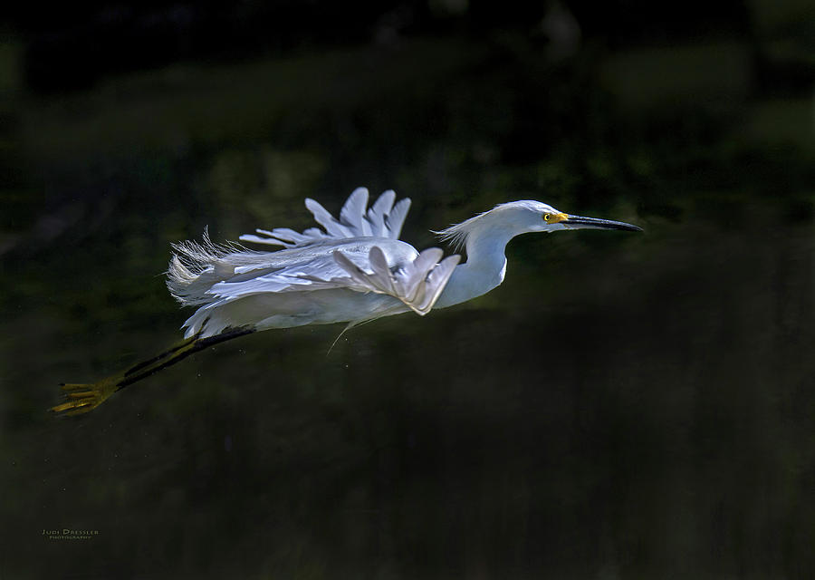 Snowy Egret flight Photograph by Judi Dressler