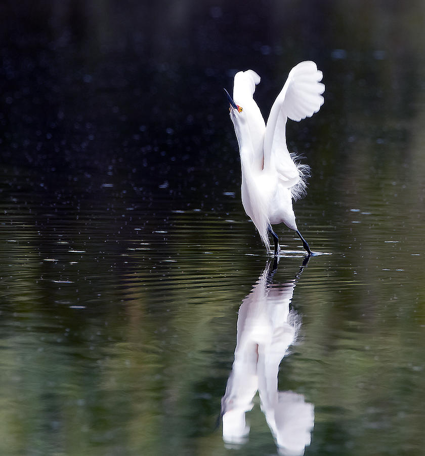 Snowy Egret Flight Photograph by Tam Ryan