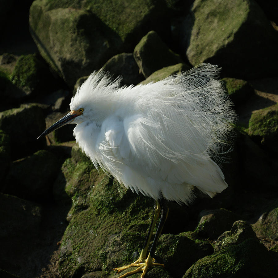 Animal Photograph - Snowy Egret Fluffy by Ernest Echols