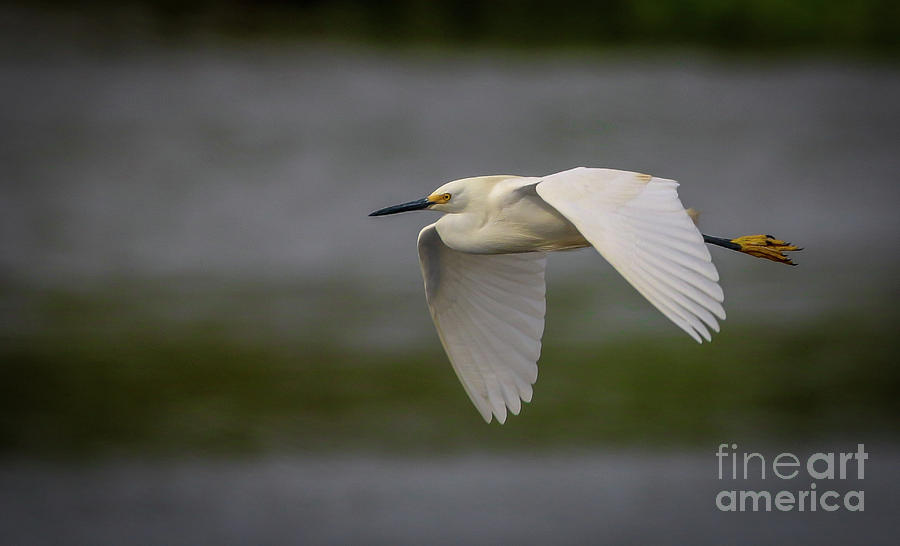 Snowy Egret Fly-By Photograph by Tom Claud