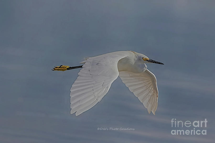 Egret Painting - Snowy Egret Fly by Deborah Benoit