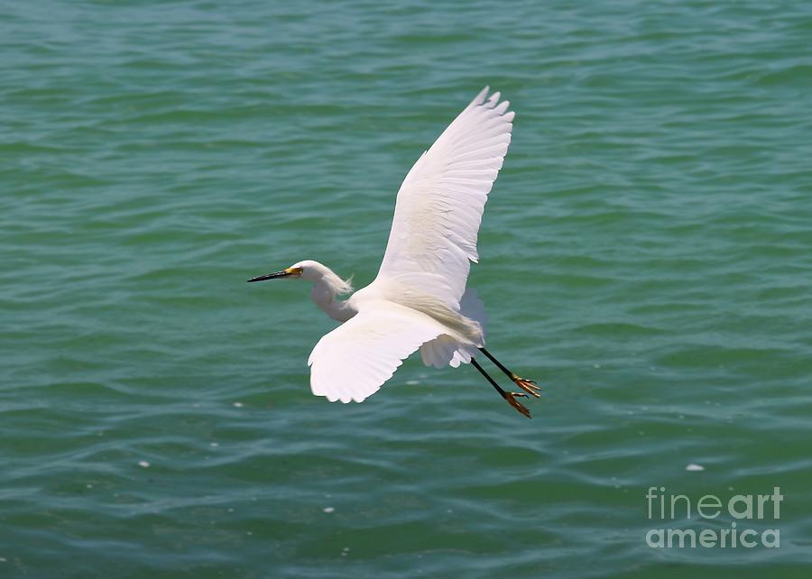 Snowy Egret Flying Photograph by Carol Groenen - Pixels