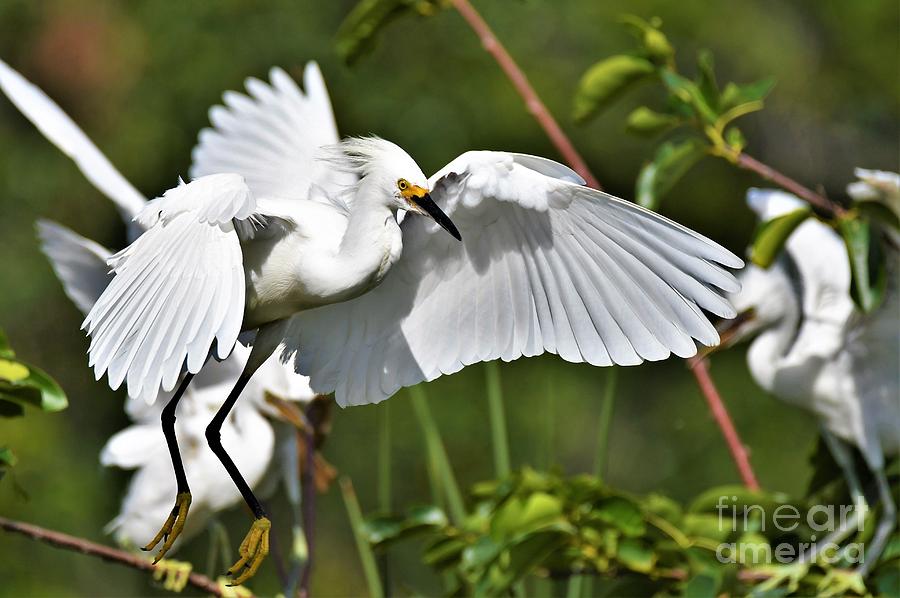 Snowy Egret Flying In Photograph by Julie Adair