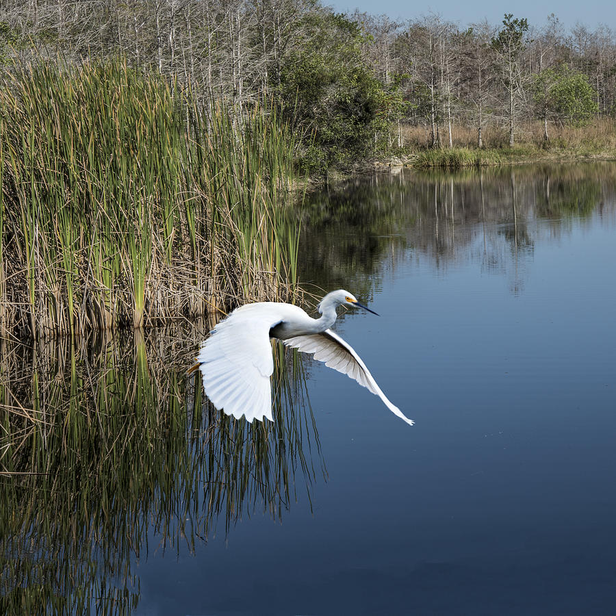 Snowy Egret Flying Over Blue Lake Photograph by William Bitman