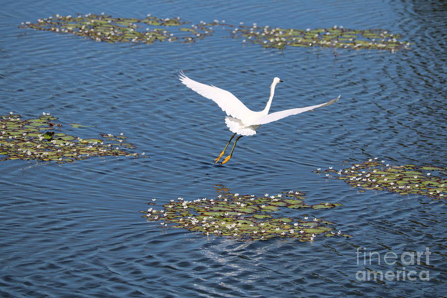 Snowy Egret Flying over Blue Pond and Lily Pads Photograph by Carol Groenen