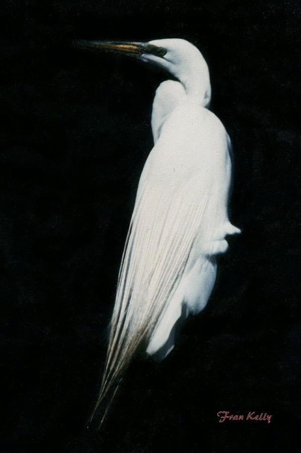 Bird Photograph - Snowy Egret by Fran Kelly
