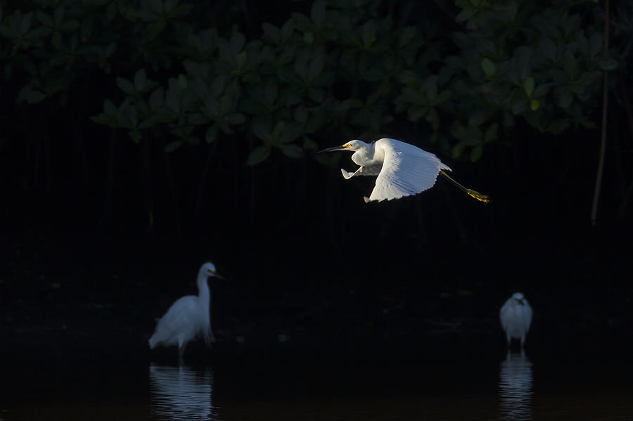 Snowy Egret gliding in the morning light Photograph by David Watkins